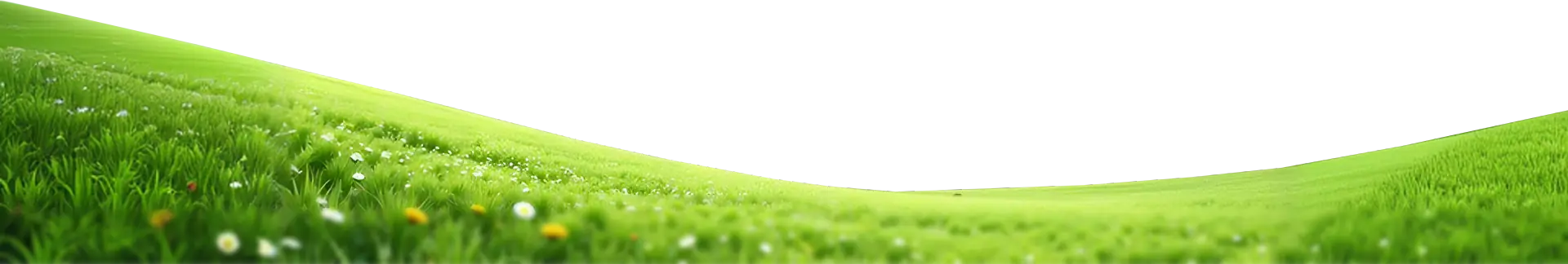 Front Grass